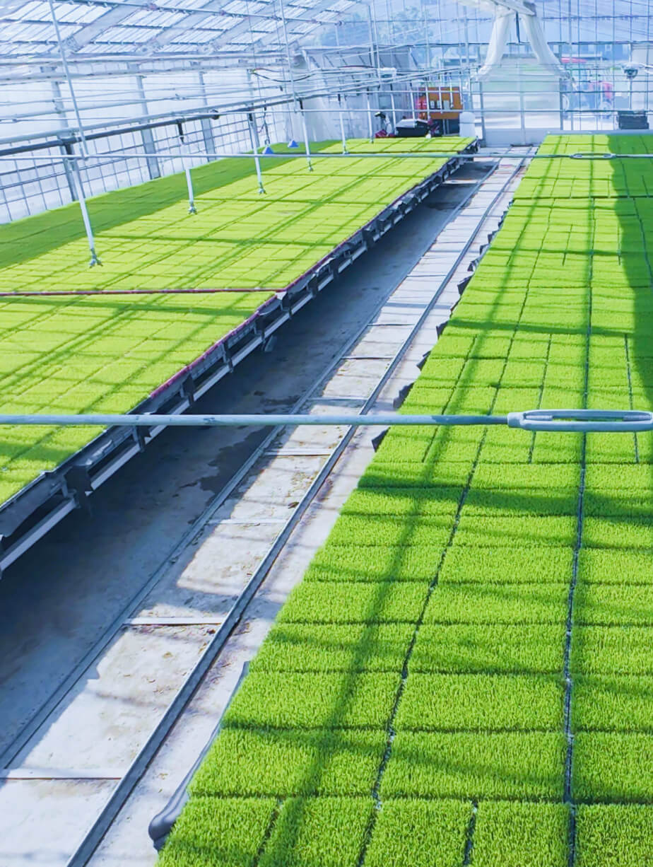 赤丸農産の育苗風景