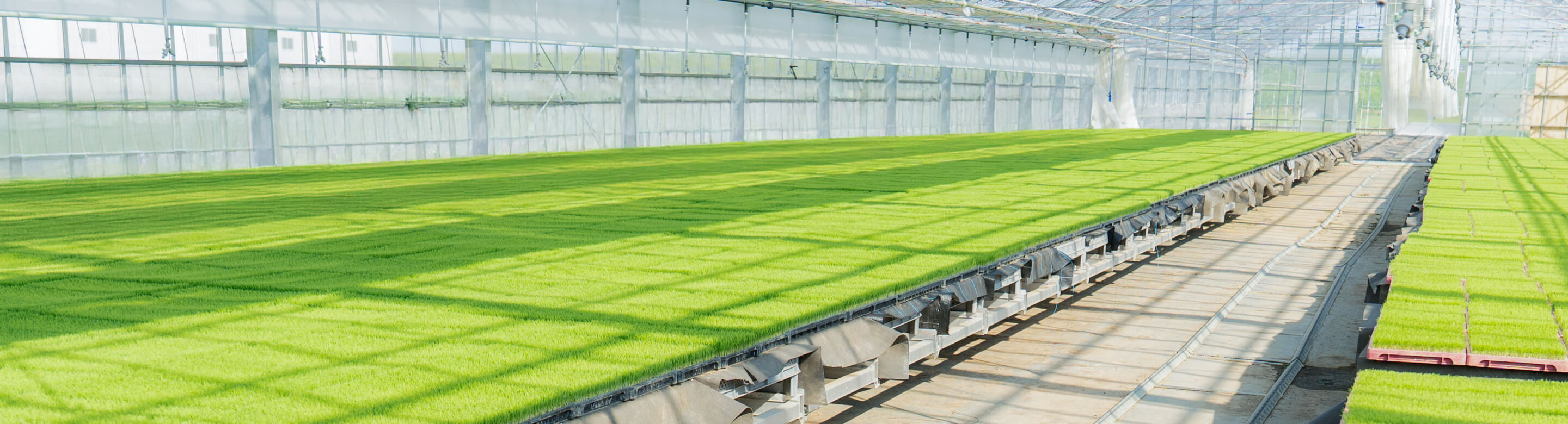 赤丸農産内ビニールハウス内の苗の様子