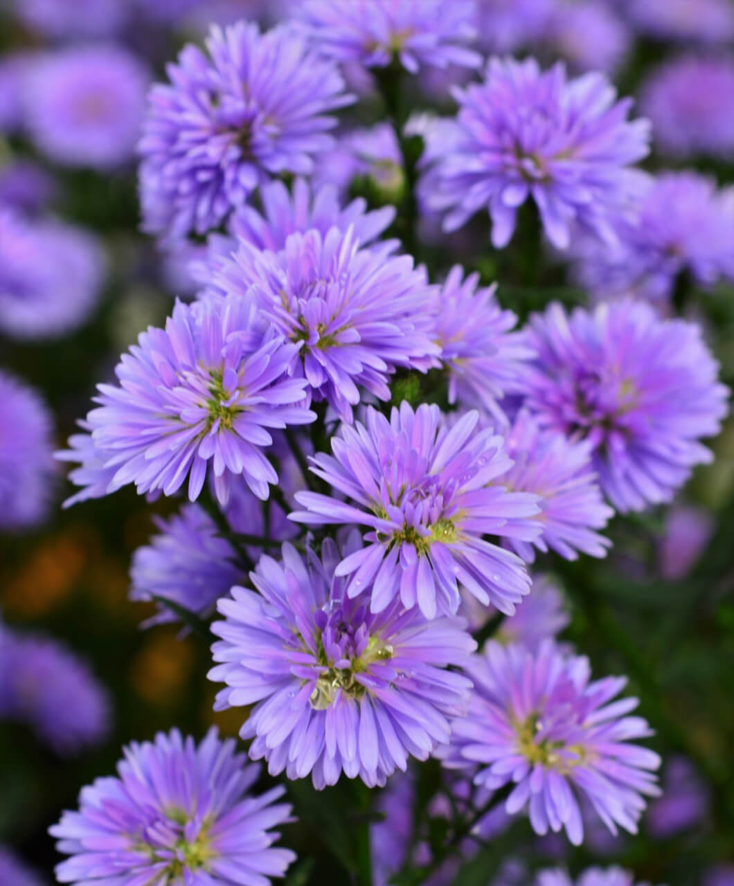 赤丸農産で育てている花々