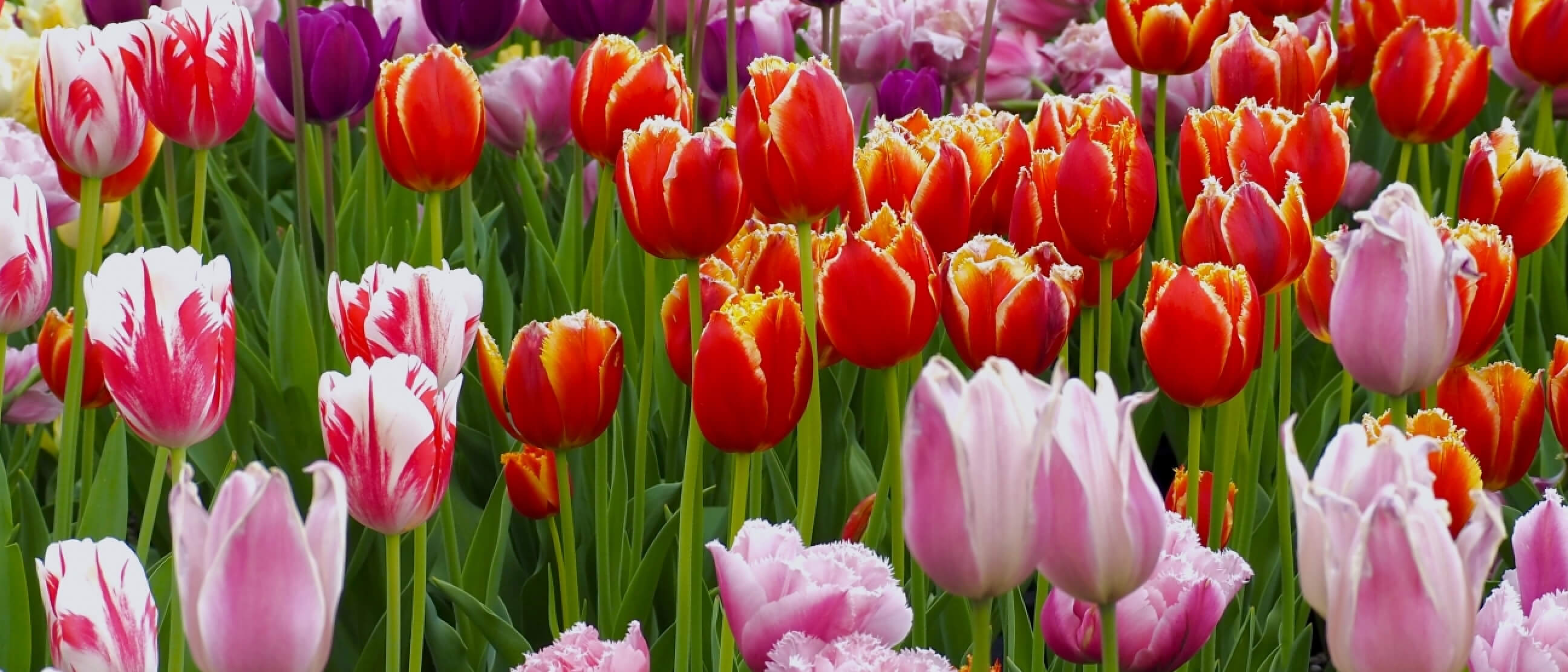 赤丸農産で育てている花々