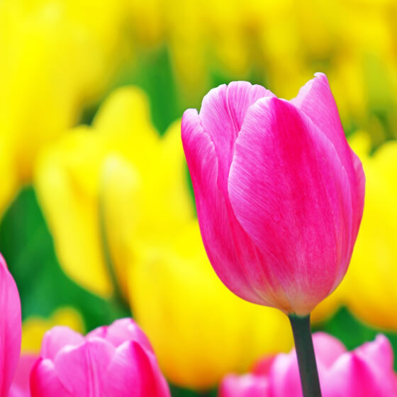 赤丸農産で育てている花々