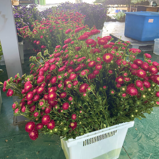 赤丸農産で育てている花々