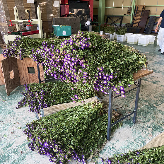 赤丸農産で育てている花々