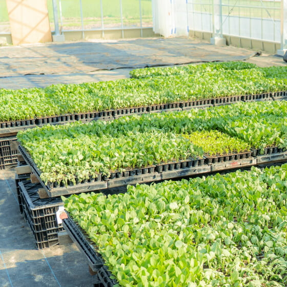 赤丸農産で育てている花々