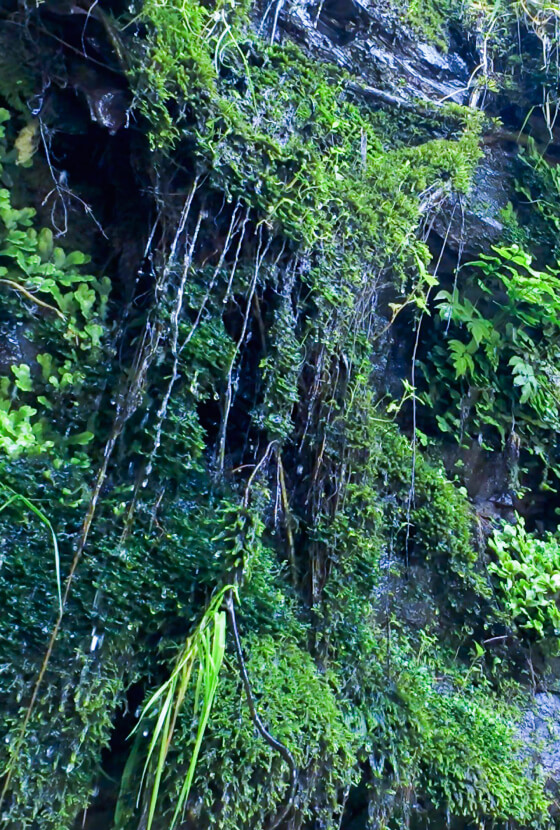 株式会社赤丸農産近郊の自然