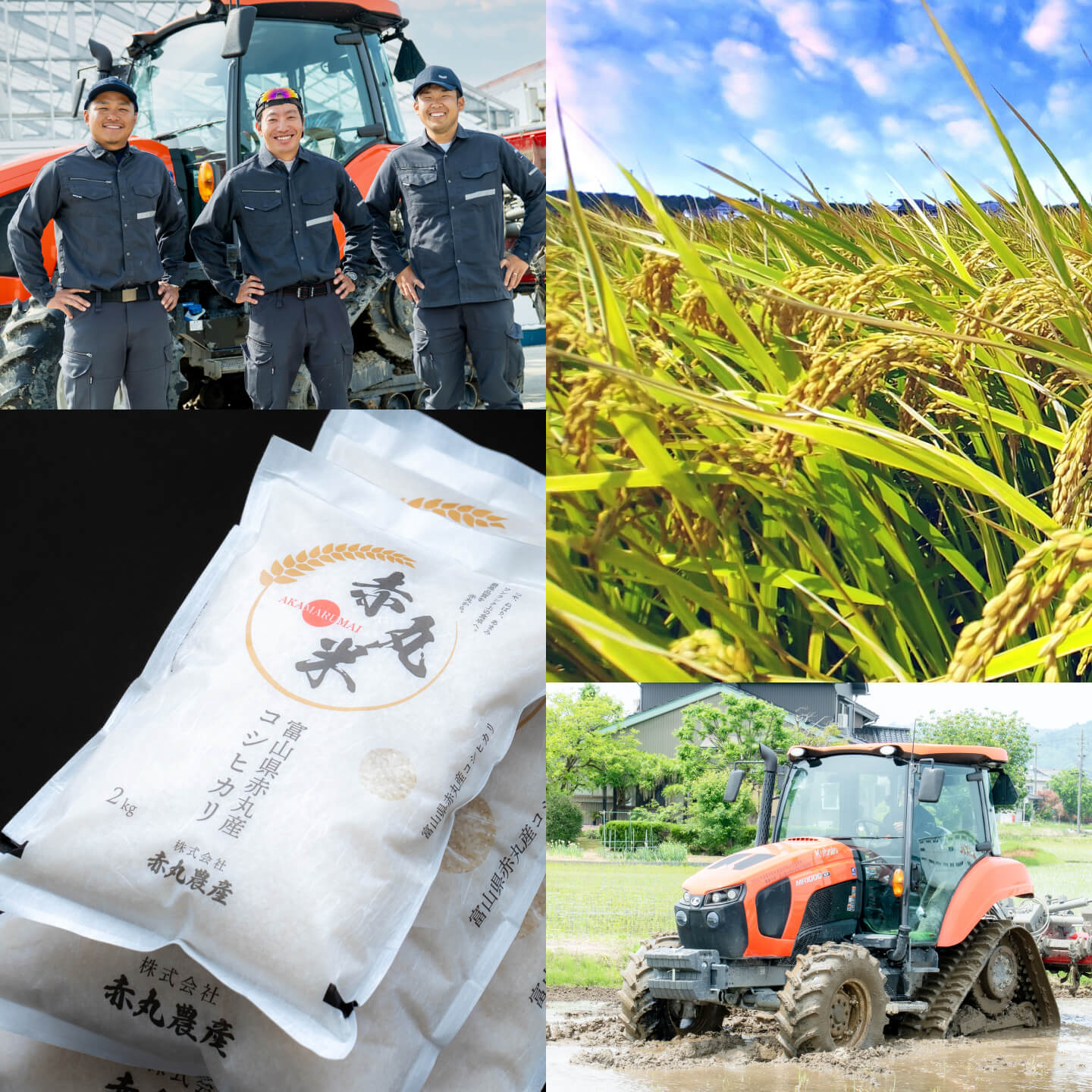 赤丸米について