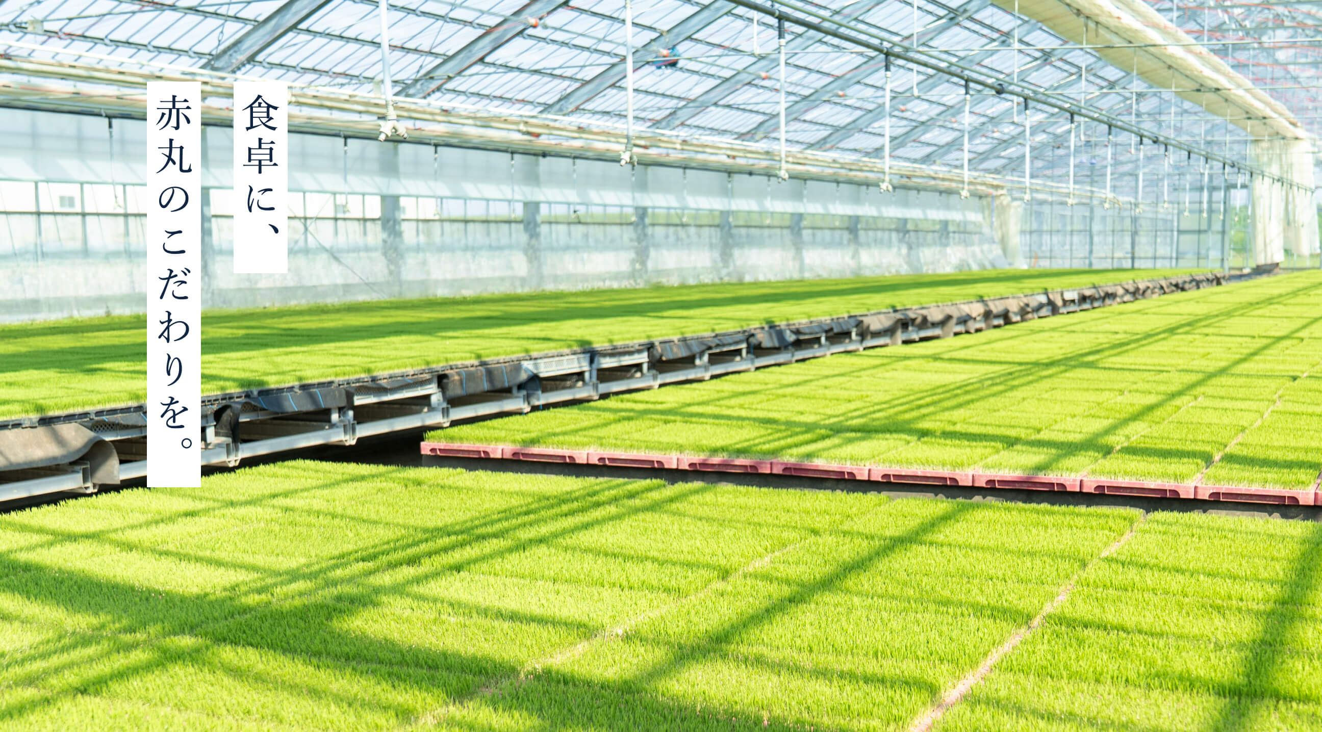 赤丸米について